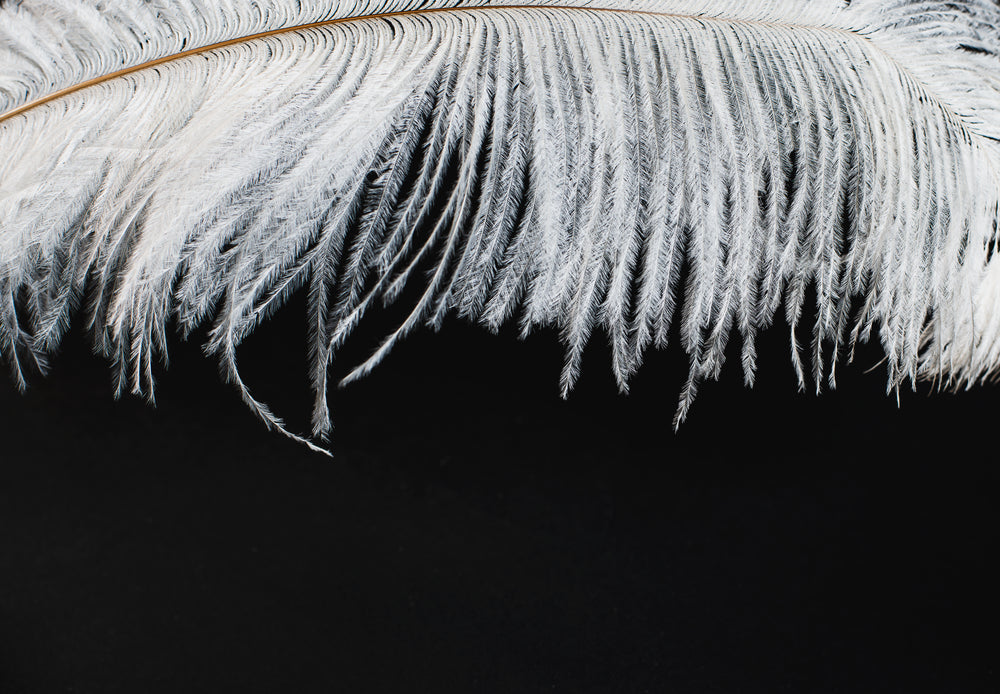 white-feather-hanging-over-a-black-background